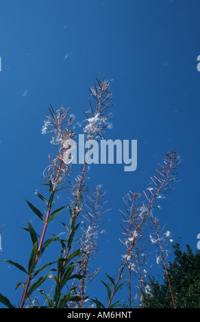 ROSEBAY WILLOWHERB disperdendo i semi nel vento Epilobium angustifolium Foto Stock