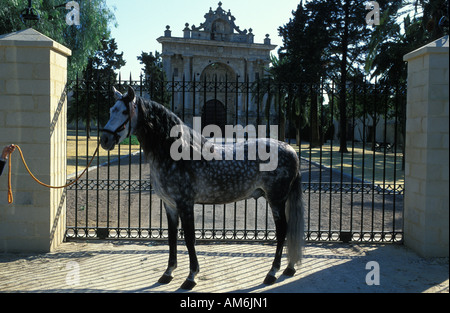 Jerez de la Frontera ritratto di una razza prigioniero dei certosini di fronte all'antico monastero di La Cartuja Foto Stock