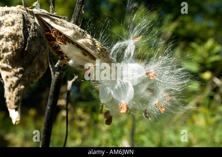 Primo piano di una essiccato milkweed pod e semi di bianco Asclepias incarnata Foto Stock