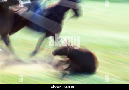 A Medina Sidonia cowboy sono la dimostrazione della loro abilità di corsa durante il campionato Andaluso di Acoso y Deribo Foto Stock