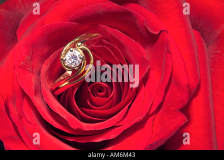 Anello diamante incastonato tra i petali di rosa rossa close up Foto Stock
