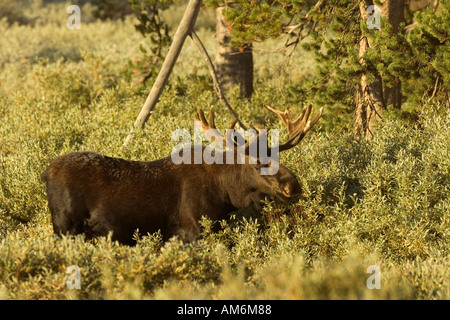 Un toro di alci che alimenta in salici la mattina presto nel Parco Nazionale di Grand Teton. Foto Stock