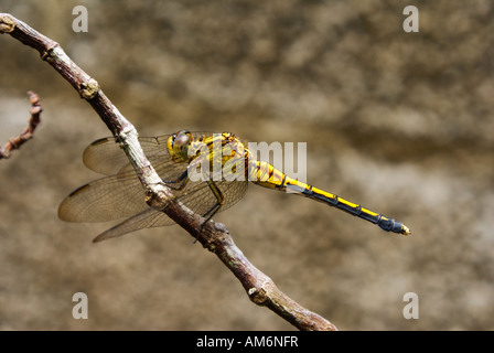 Immagine da un giardino Foto Stock