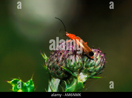 Rhagonycha fulva soldato Beetle.noto anche come il Comune coleottero rosso. Foto Stock