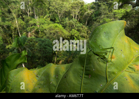 Cavalletta verde Acrididae sp Manu Centro faunistico Perù Foto Stock