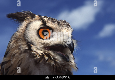 Bubo bengalese Foto Stock