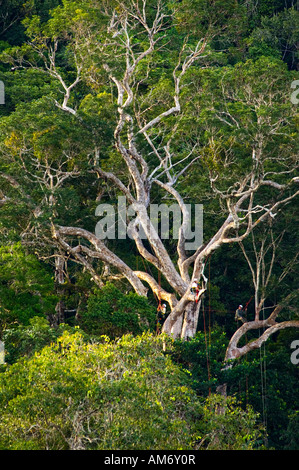 Eco viaggi offerti a Abra144 ecovillage in una foresta pluviale primaria con alberi secolari Foto Stock