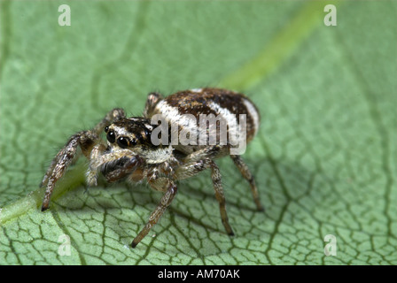 Zebra Jumping Spider Salticus scenicus REGNO UNITO Foto Stock