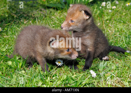 Red Fox - cuccioli - coppia di giovani volpi rosse (Vulpes vulpes vulpes) Foto Stock