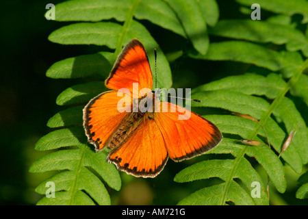 Maschio di rame scarse - piccola farfalla arancione (heodes virgaureae) Foto Stock