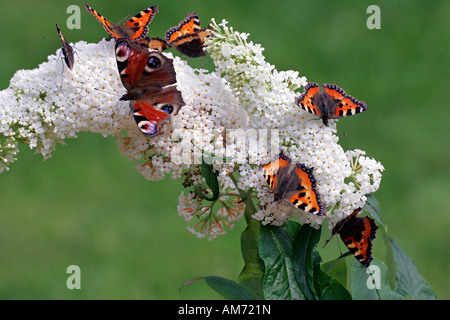 Farfalle - piccolo tortoiseshells e un pavone moth seduto su una fioritura di farfalla bianca bush (Aglais urticae) (Inachis io) Foto Stock