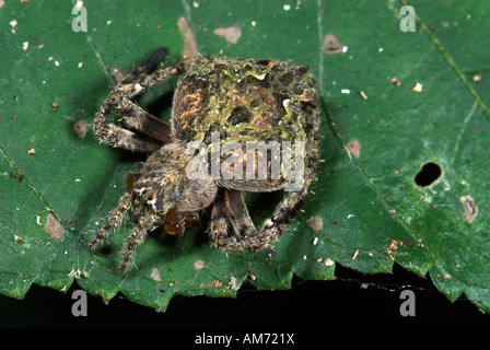 Orb Weaver Spider famiglia Araneidae Manu Perù Foto Stock