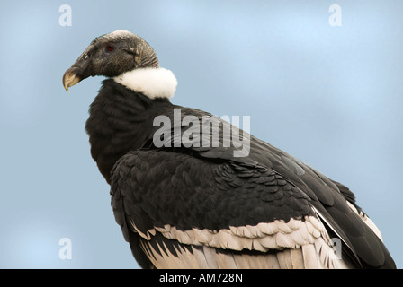 Condor andino Vultur gryphus Perù Foto Stock