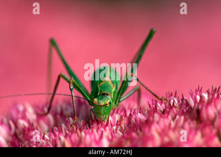 Femmina bushcricket granuloso seduto su una fioritura stonecrop - sedum live-forever - orpine - livelong - (Leptophyes punctatissi Foto Stock