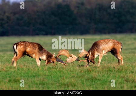 Combattimenti daini durante il rut - maschi (Cervus dama) (Dama Dama) Foto Stock