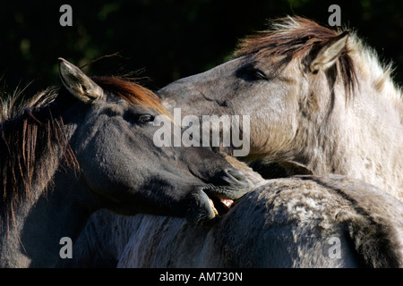 Cavalli Konik - il comportamento sociale (Equus przewalskii f. caballus) Foto Stock