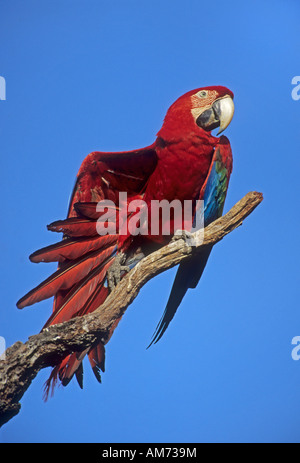 Scarlet Macaw (Ara macao) Pantanal, Brasile, Sud America Foto Stock