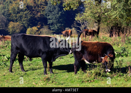 Bovini di Heck - cattles heck - bull e vacca (Bos primigenius f. taurus) Foto Stock