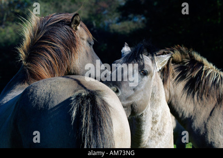 Cavalli Konik - koniks - il comportamento sociale (Equus przewalskii f. caballus) Foto Stock