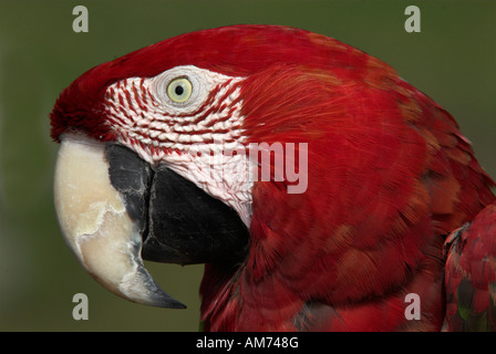 Rosso e Verde pappagalli ara Chloroptera Manu Perù Foto Stock