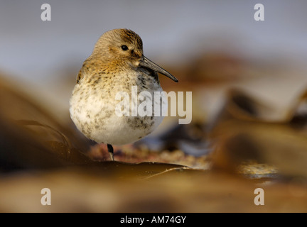 Dunlin (Calidris alpina) Foto Stock