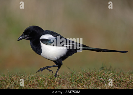 Gazza Pica pica guardando alert Potton Bedfordshire Foto Stock