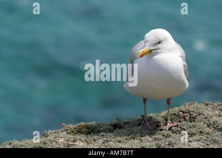 Aringa gabbiano (Larus argentatus) su una roccia, Newquay, Cornwall, Gran Bretagna Foto Stock