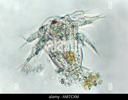 Le larve Copepod Cyclops sp. Regno Unito Foto Stock