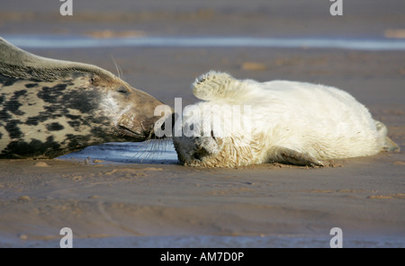 Il Nord Atlantico guarnizione grigia con cucciolo Foto Stock