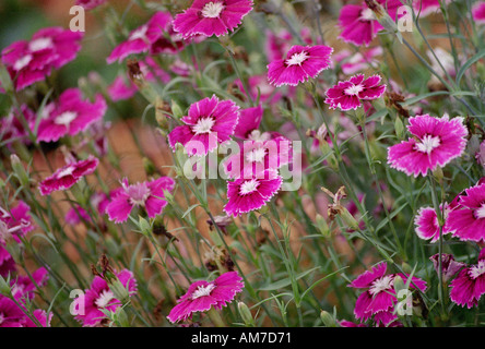 Dianthus fiore Foto Stock