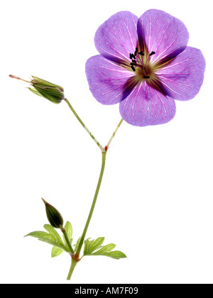 Unico fiore di geranio sullo stelo con foglie e germogli contro uno sfondo bianco Foto Stock