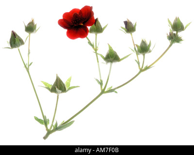 Red geum fiori e boccioli sul gambo ramificato contro uno sfondo bianco Foto Stock