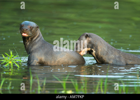 Giant Lontra di fiume Pteronura brasiliensis Cocha Salvador Manu Perù Foto Stock