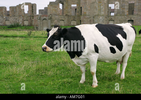 In bianco e nero il frisone vacca da latte guarda dal pascolo di mangiare erba masticare le cud nei giardini del xviii secolo in discesa House Foto Stock