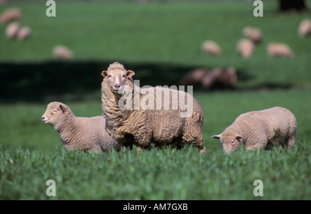 Sheep and lambs Victoria, Australia Foto Stock