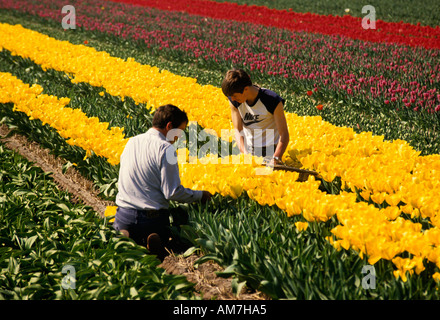 I tulipani tulip campi campo Paesi Bassi Olanda fiori vicino Keukenhof Leiden Haarlem e Amsterdam Foto Stock