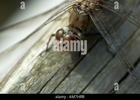 Rosso Grande Damselfly Pyrrhosoma nymphula Coenagrionidae famiglia Foto Stock