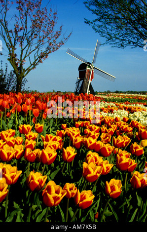 Il mulino a vento di fiori di tulipani Olandesi keukenhof olanda Foto Stock