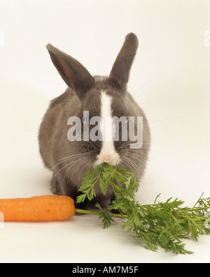 Coniglio nano - munching carota Foto Stock