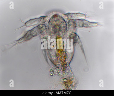 Le larve Copepod Cyclops sp. Regno Unito Foto Stock