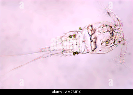 Le larve Copepod Cyclops sp. Regno Unito Foto Stock