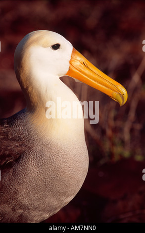 Sventolato Albatross, Galapagos Albatros, Ritratto, Diomedea irrorata, Galapagos Ecuador Südamerika Foto Stock