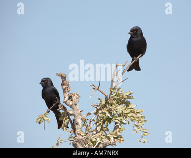 Forcella-tailed Drongo (Dicrurus adsimilis) Foto Stock