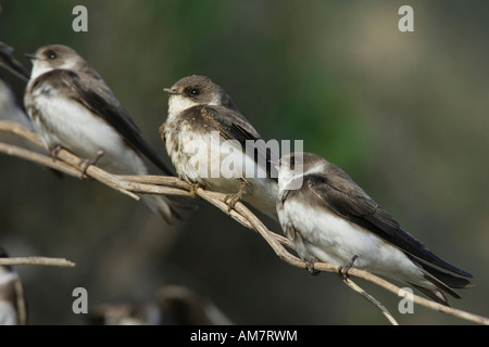 Sabbia Martins ( Ripalia ripalia ) Foto Stock