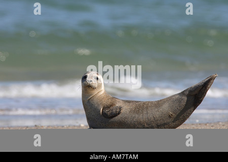 Guarnizione comune ( Phoca vitulina ) Foto Stock