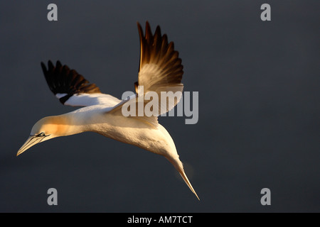 Gannett ( Morus bassanus Sula bassana ) Foto Stock