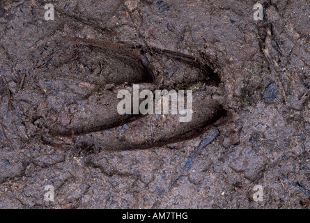 Tracce di cervi nel fango Foto Stock