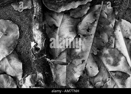 Un array di lussureggianti foglie di banano e un piccolo registro sul pavimento sabbioso di una giungla costiera in Costa Rica Foto Stock