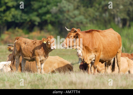 Glan bovini, Wahner Heide, Roesrath, Nord Reno-Westfalia, Germania Foto Stock