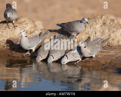 Cape tortore o colombi Ring-Necked (Streptopelia capicola) bere a waterhole Foto Stock